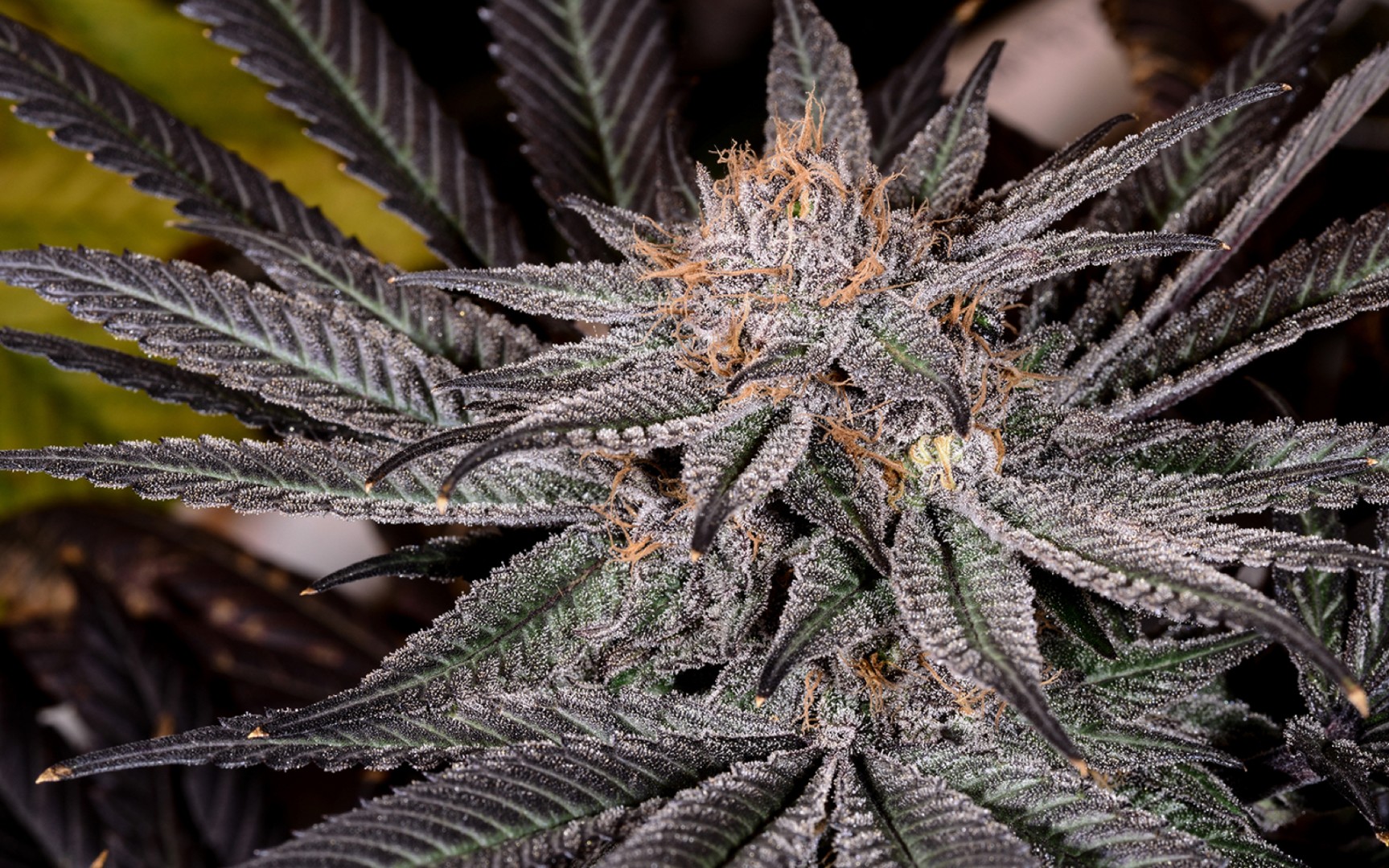 z-cannabis pic of grape ape bud.jpg