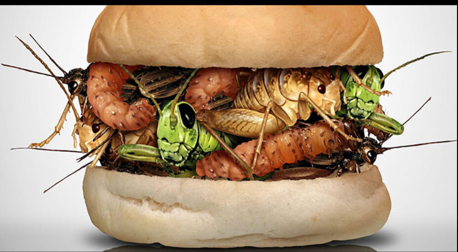 your new burger.png