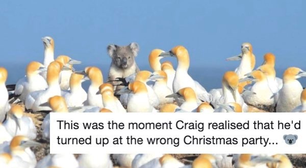 z-aussie xmas koala at wrong party.jpeg