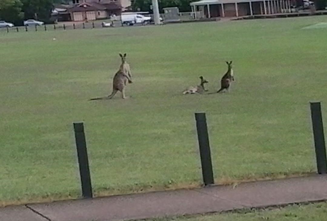 z-kangaroo and joeys bligh park.jpg